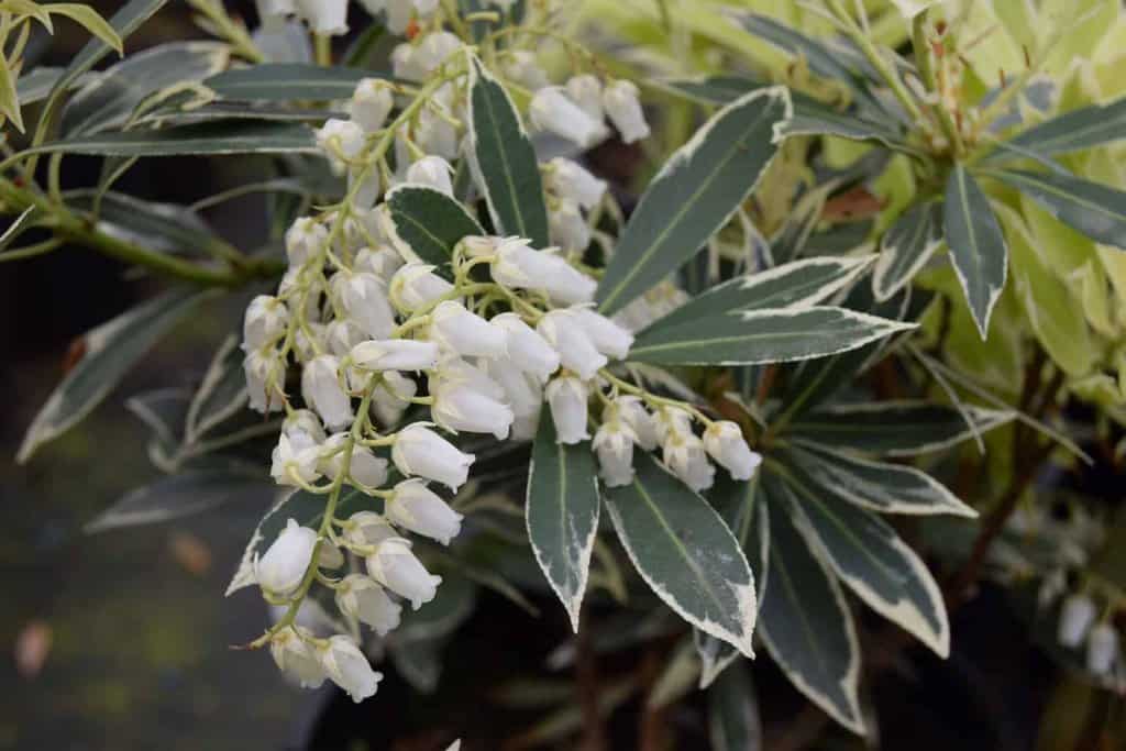Pieris 'Flaming Silver' 20-30 cm